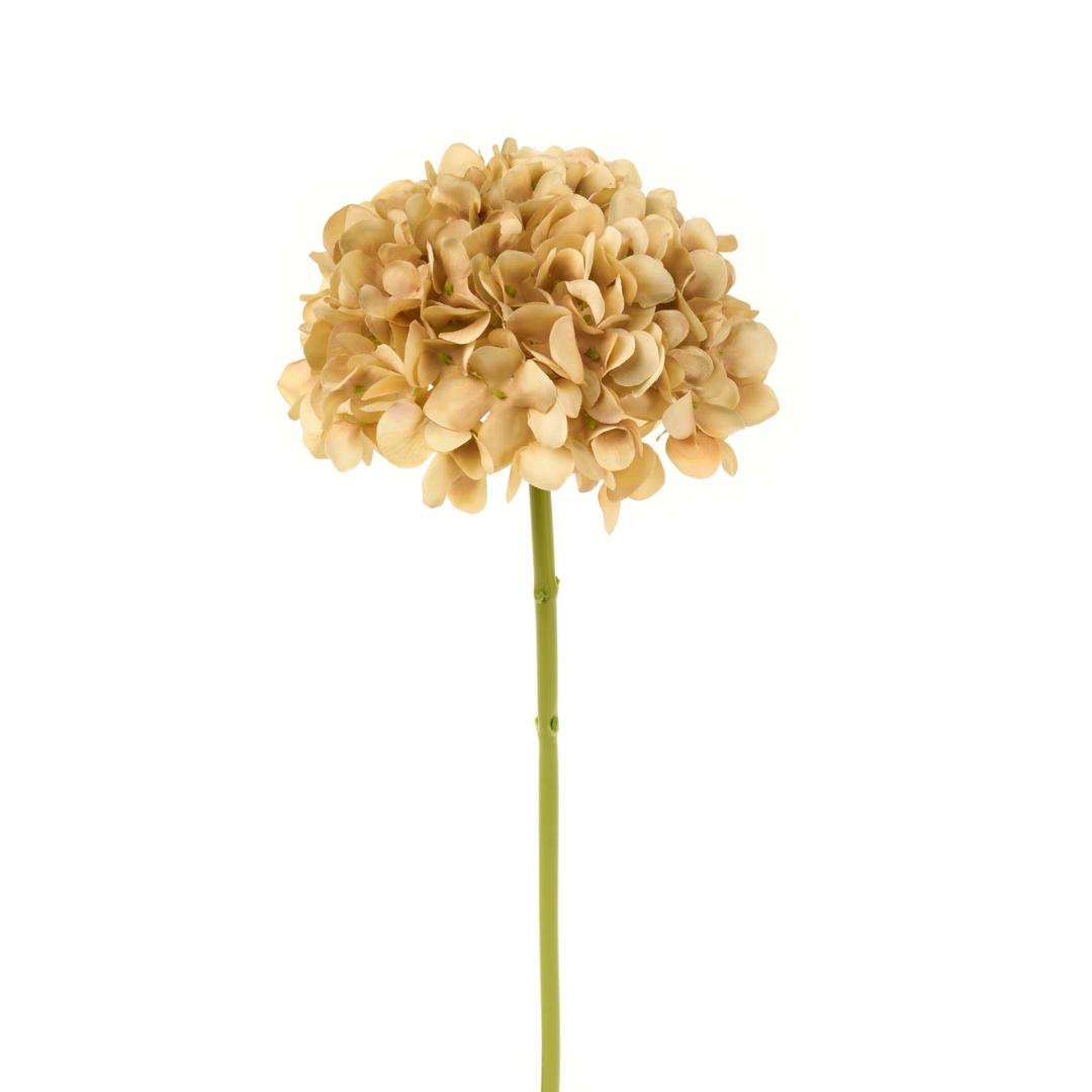 Ortensia caramello chiaro