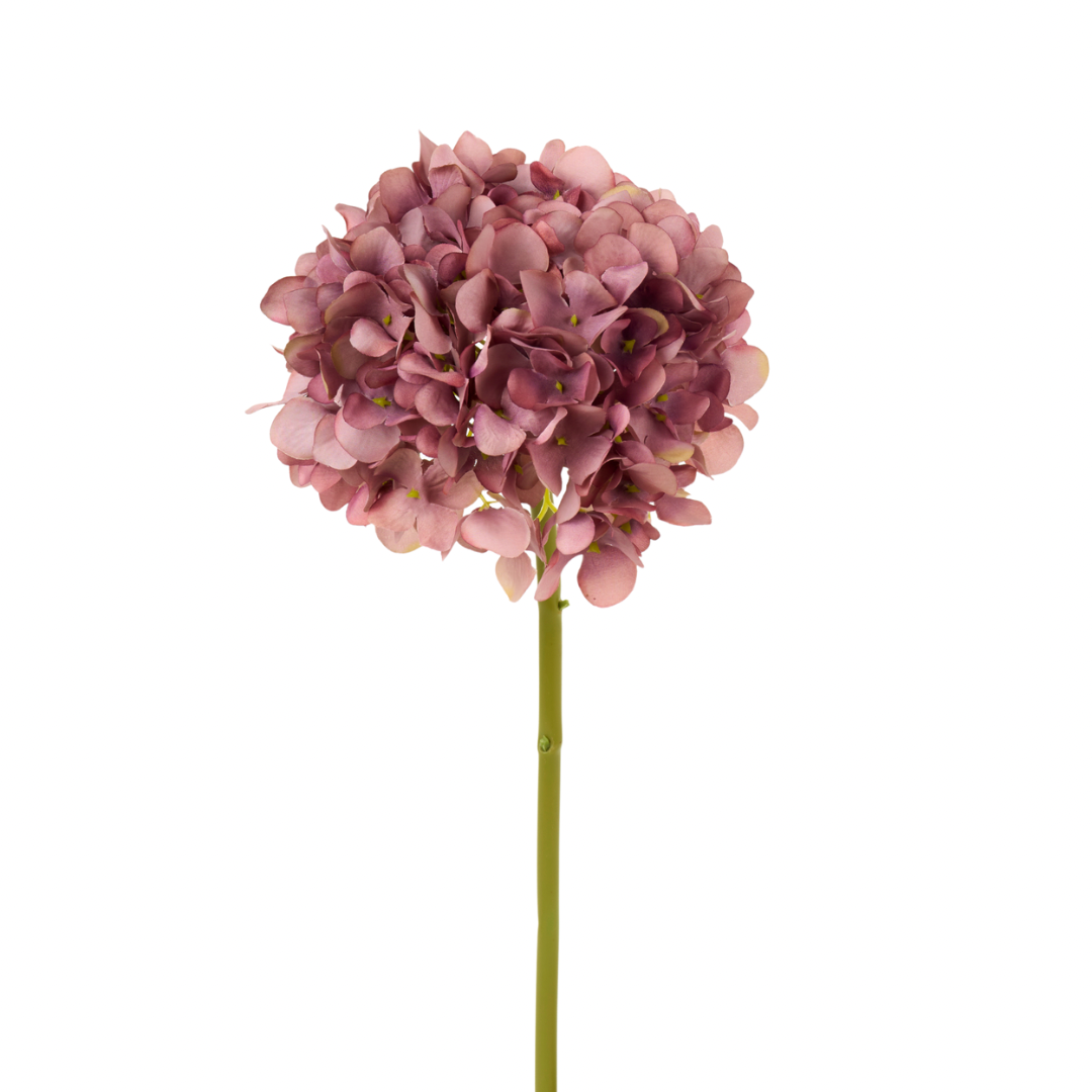 Ortensia malva