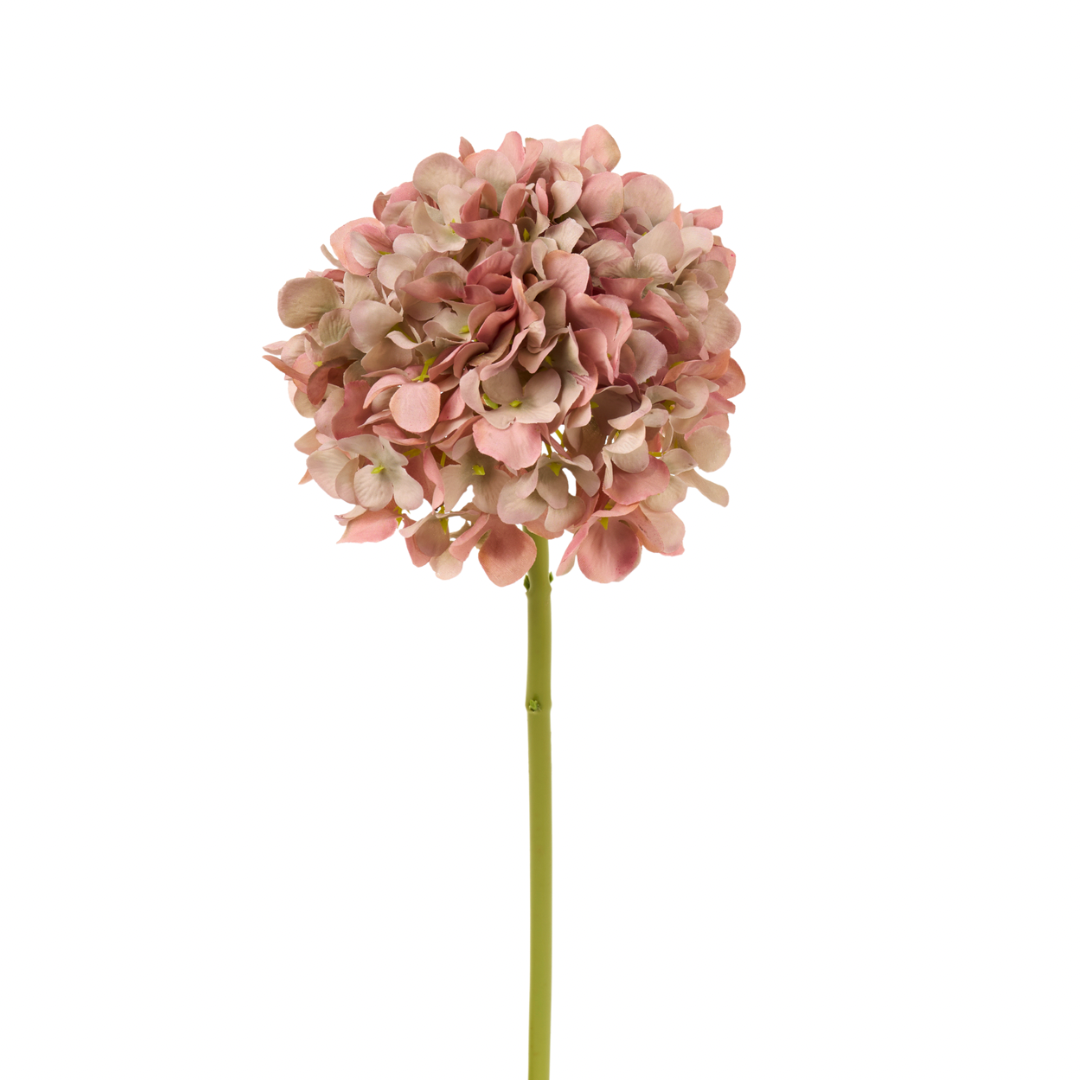 Ortensia rosa antico