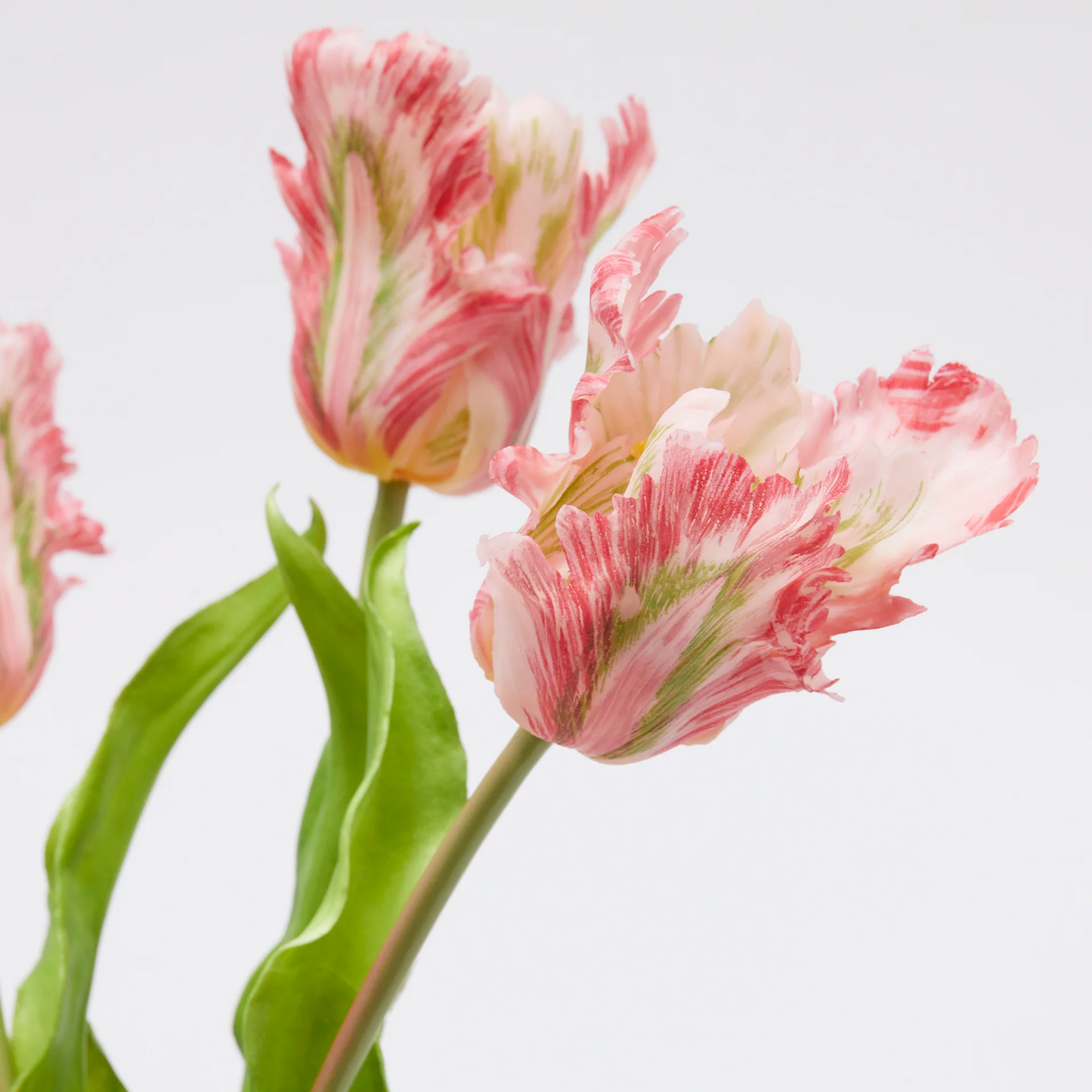Bouquet 3 tulipani Parrot Rosa