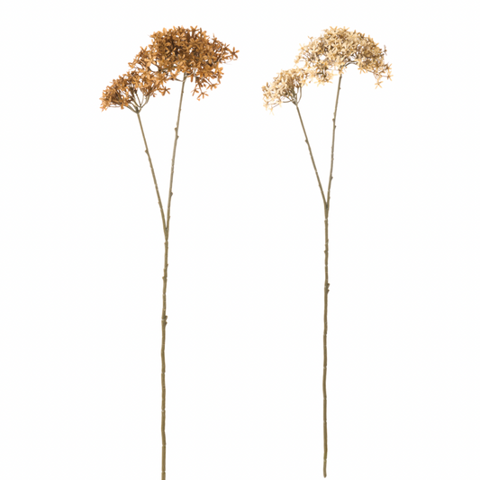 Ramo Fiore Buvardia