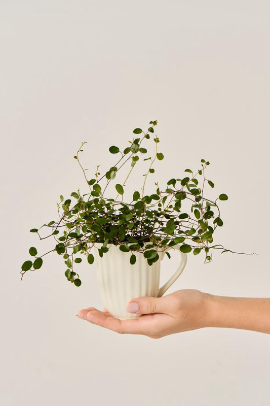 Mug Mynte Butter Cream