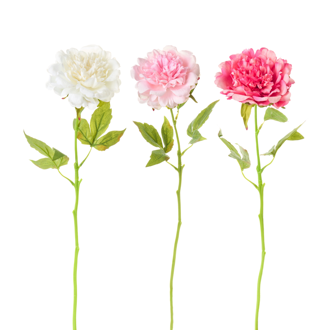 Peonia con foglie