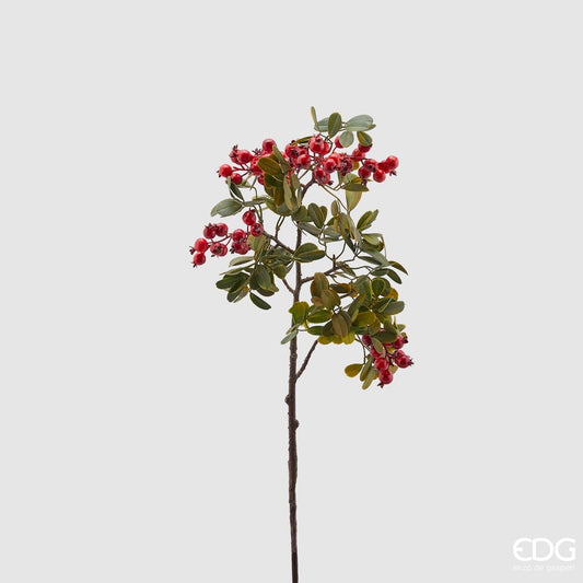 Lentischio bell ramo