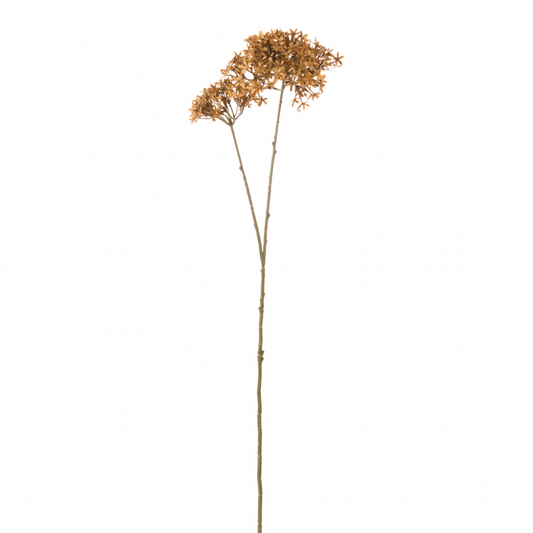Ramo Fiore Buvardia