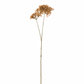 Ramo Fiore Buvardia