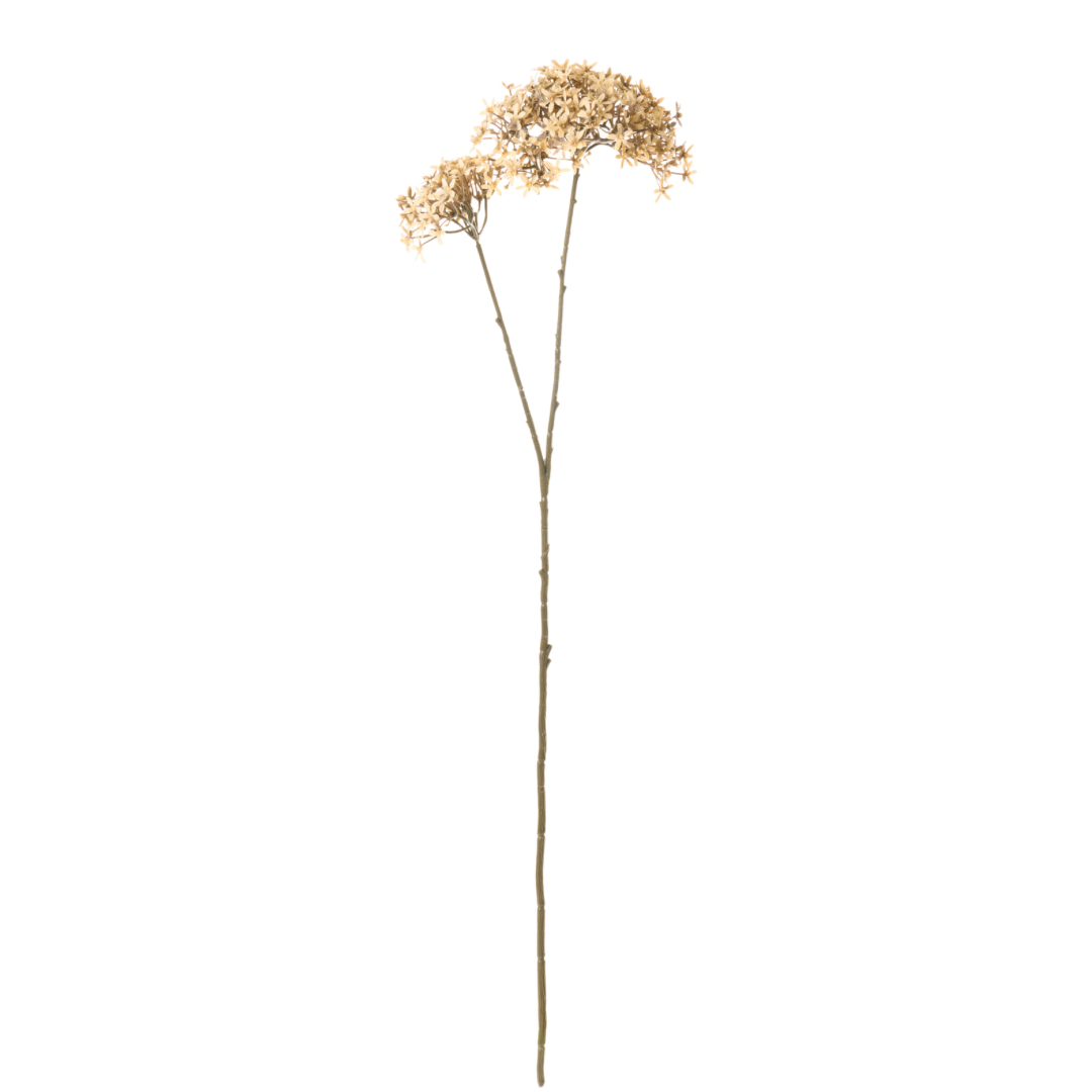 Ramo Fiore Buvardia