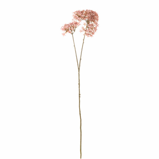 Ramo Fiore Buvardia