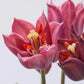 Bouquet 3 tulipani purple