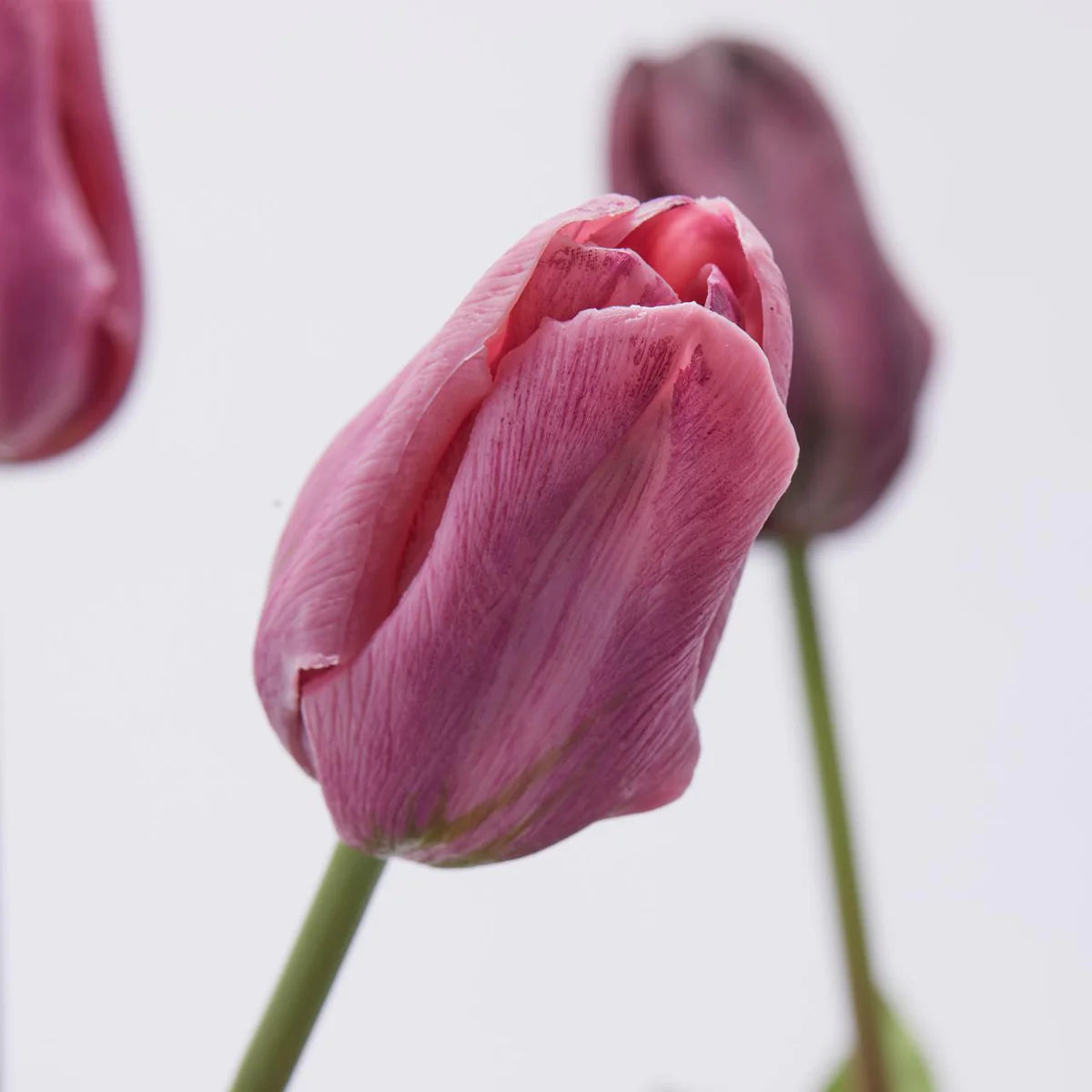 Bouquet 3 tulipani purple