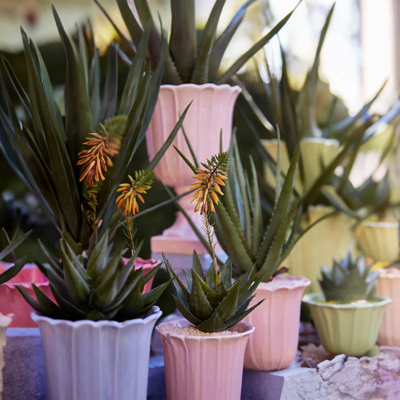 Aloe Succulent