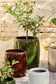Vaso Saigon