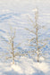 Decoro Albero di Natale