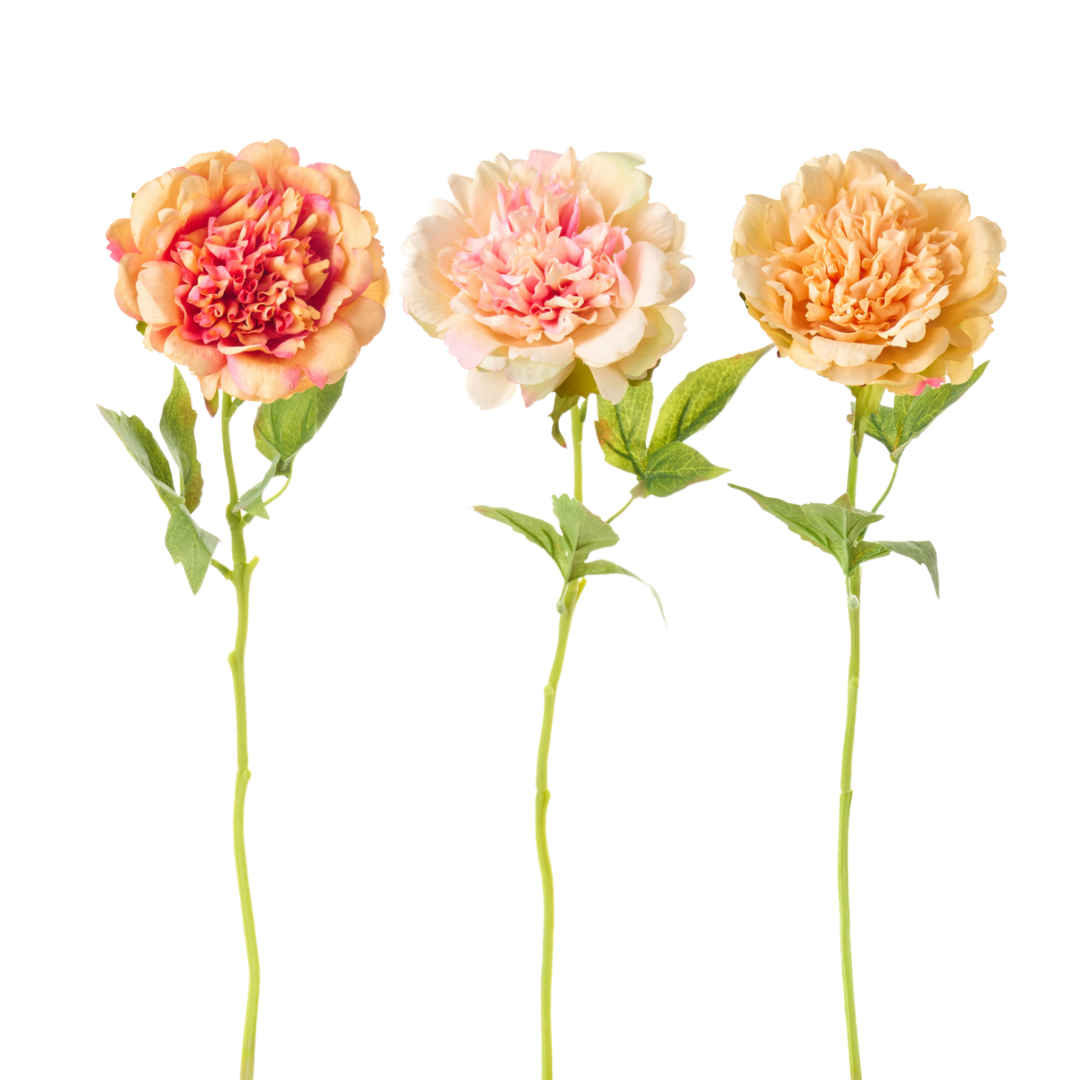 Peonia con foglie