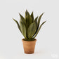 Agave West